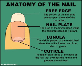 Anatomy of the nail - What are toenails made of?