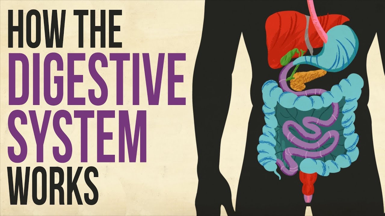 how-your-digestive-system-works-kidpid