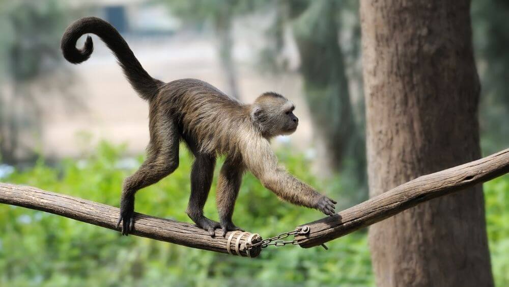 monkeys swinging on trees