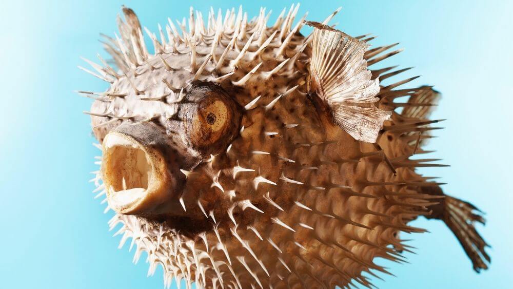 Porcupine Puffer Fish Puffing Up