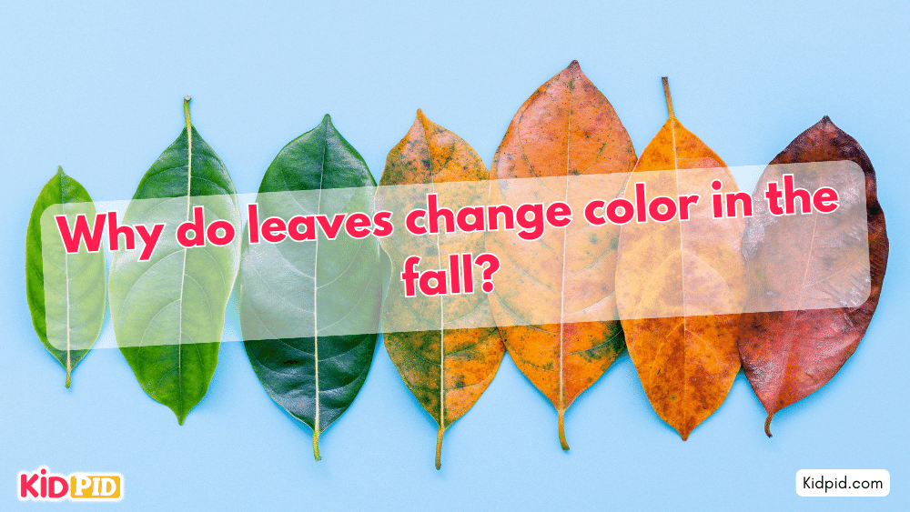 Why do leaves change color in the fall