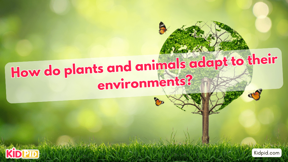 How do plants and animals adapt to their environments