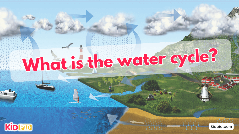 What is the water cycle