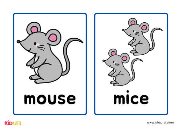 Singular and Plural Noun Of Mouse Flashcards