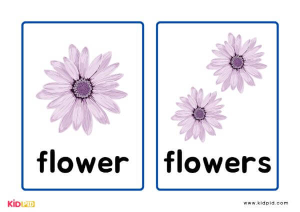 Singular and Plural Noun Of Flower Flashcards