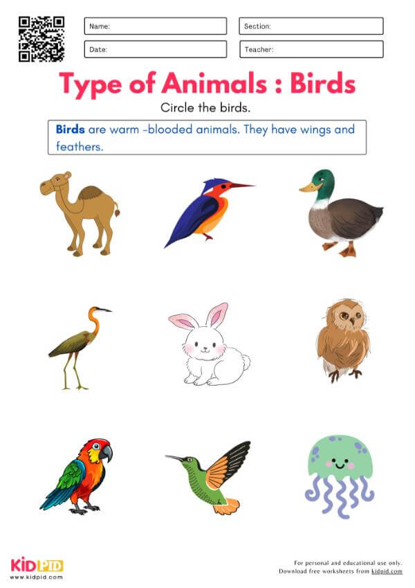 Identify Insects, Birds, Fishes, Reptiles and Mammals Worksheet