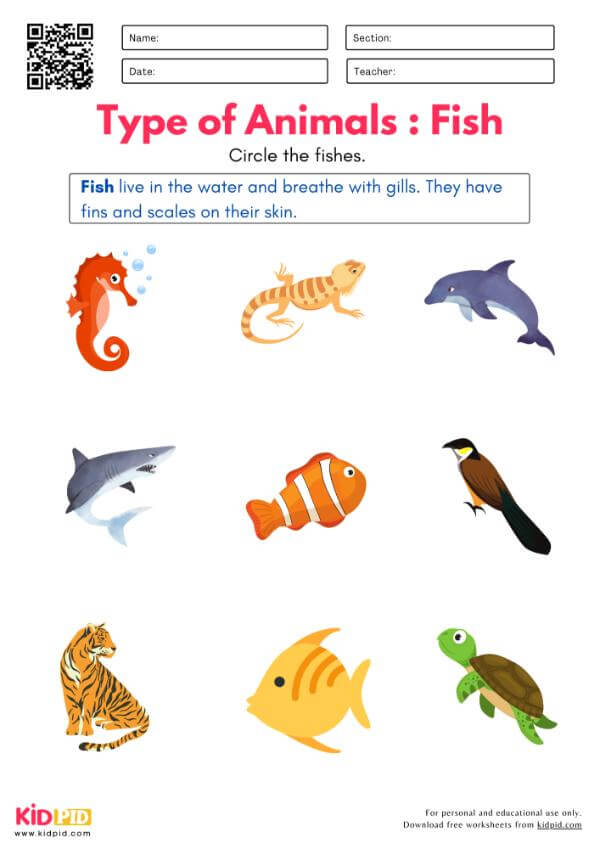 Identify Insects, Birds, Fishes, Reptiles and Mammals Worksheet